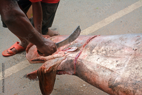 Hunters are killing sharks in the sea. Sharks are becoming extinct