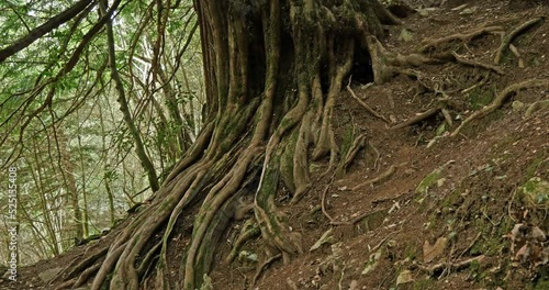 Ancient Yew Tree in a Mystical Forest – 1800-Year-Old Heritage