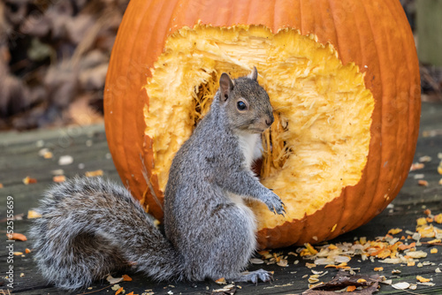 Gray Squirrel with one hand in a pumpkin, eating seeds.