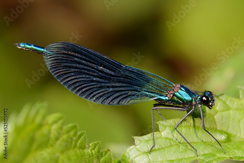 Male dragonfly beautiful demoiselle (Calopteryx virgo) photo