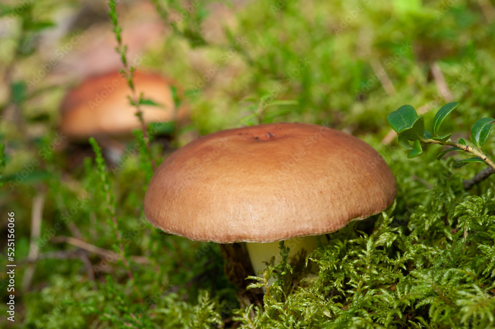 Mushrooms in the forest among the moss Mushrooms in the forest among the moss