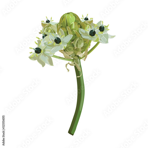 Garden star-of-Bethlehem, or grass lily (Ornithogalum umbellatum), ornamental and medicinal plant. Hand drawn botanical illustration. photo