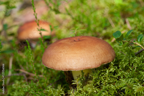 Mushrooms in the forest among the moss