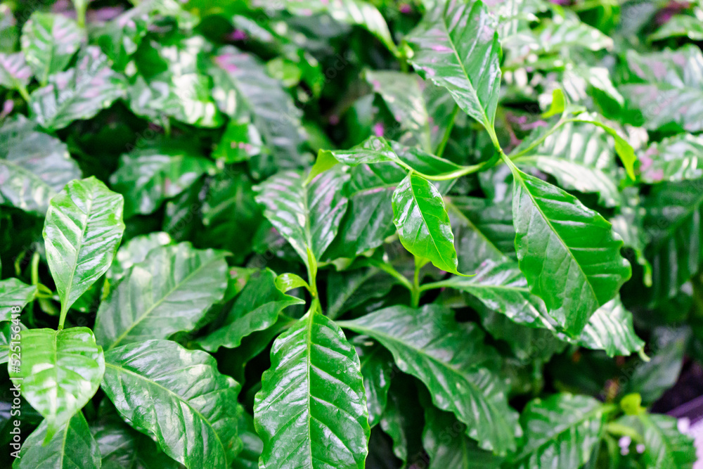 indoor coffee tree. growing houses of flowers and plants. indoor coffee tree. growing houses of flowers and plants.