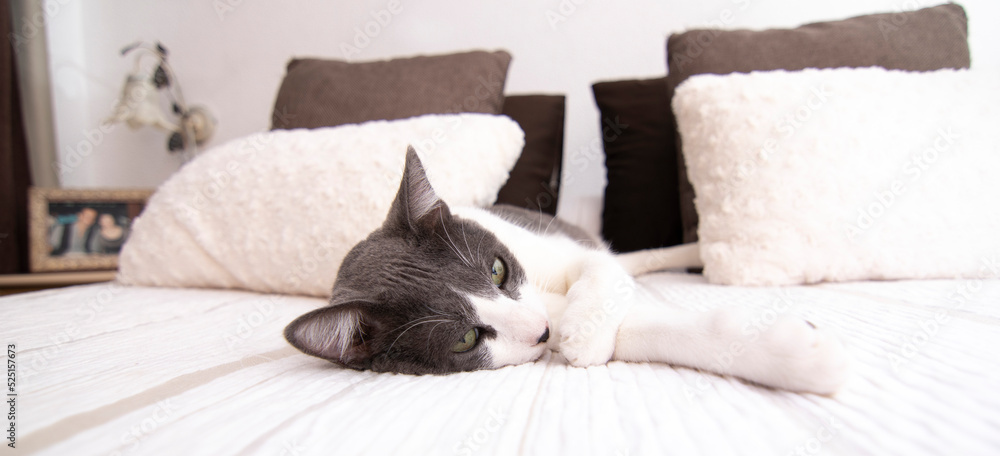 A lovely gray and white cat with green eyes lying on a bed in a bedroom. Wellbeing concept. A lovely gray and white cat with green eyes lying on a bed in a bedroom. Wellbeing concept.