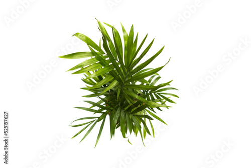 Areca palm top view, isolated on white background. Dypsis lutescens (golden fruit palm, areca palm, or bamboo palm) is a tropical species of palm native to Madagascar and used as an ornamental plant.