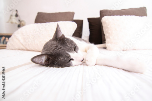 A lovely gray and white cat with green eyes lying on a bed in a bedroom. Wellbeing concept.