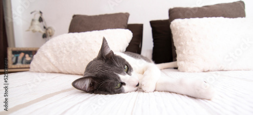 A lovely gray and white cat with green eyes lying on a bed in a bedroom. Wellbeing concept.