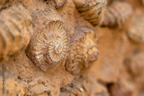 fósil de caracola antigua 