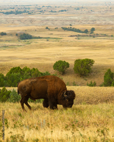 American Buffalo grazing on the prairie
