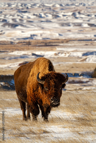 American Bison buffalo in winter snow