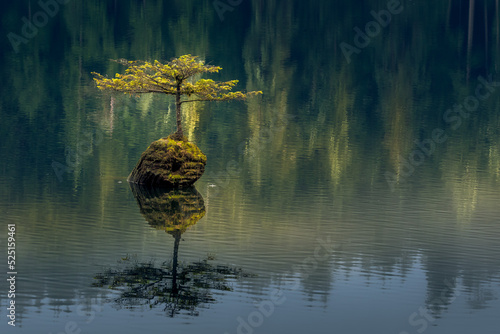 Cllose view of Fairly Lake floating tree with reflection photo