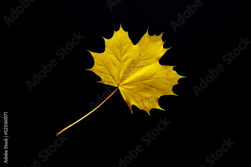 Autumn yellow leaf on a black background. Autumn composition background. Flat lay