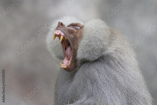 Large male Hamadryas Baboon showing teeth photo