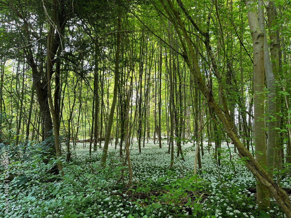 Fototapeta premium Blühender Bärlauch im Wald