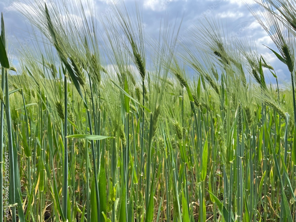 Obraz premium Getreidefeld