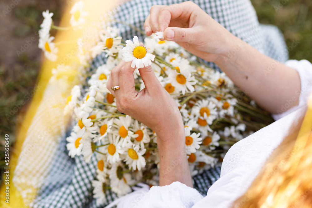 women's hands with a bouquet of daisies are guessing at one of the daisies women's hands with a bouquet of daisies are guessing at one of the daisies