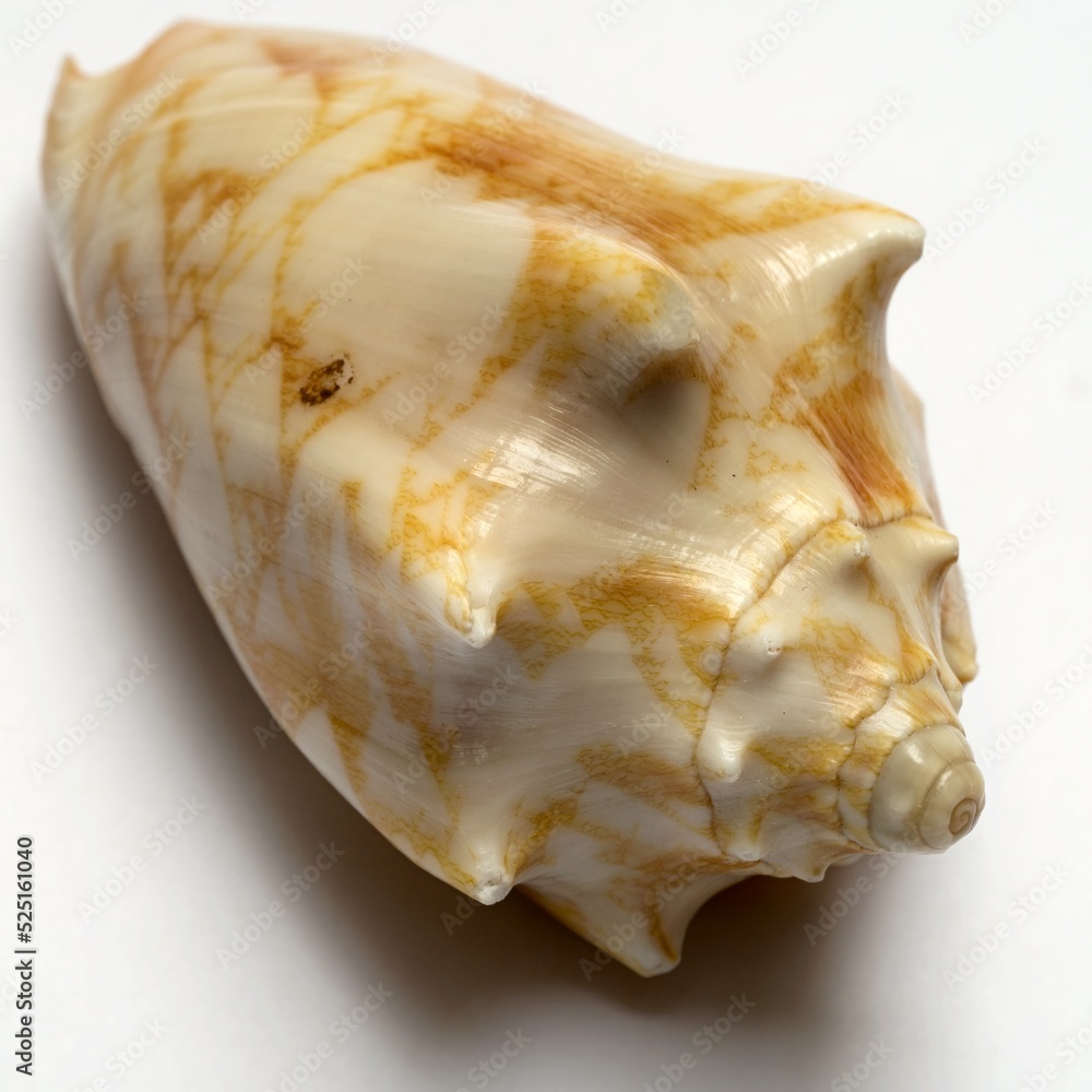 Marine mollusc shell, on the white background, close up
