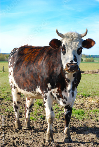 Normandy cow