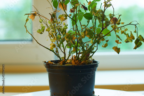 Indoor flower with dried leaves on a light background.