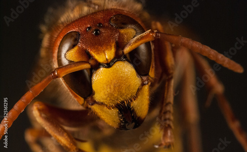 Frelon vespa crabo