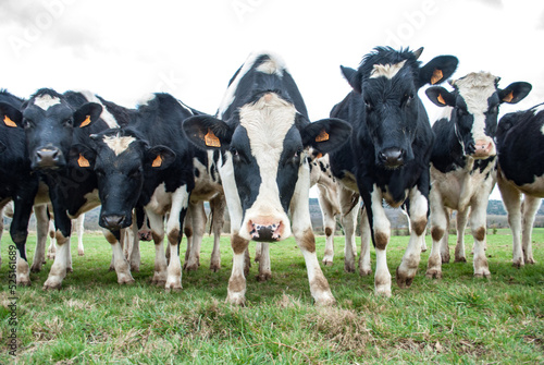 Wallpaper Mural Troupeau de jeunes vaches de Prim Holstein fâchées, France Torontodigital.ca