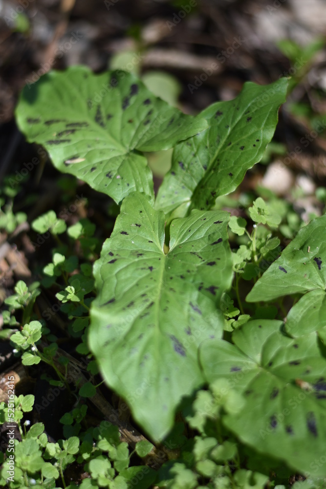 Gefleckter Aronstab (Arum maculatum) Gefleckter Aronstab (Arum maculatum)