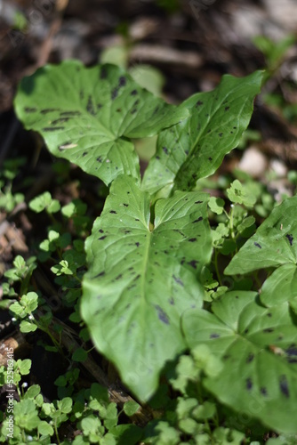Gefleckter Aronstab (Arum maculatum) photo
