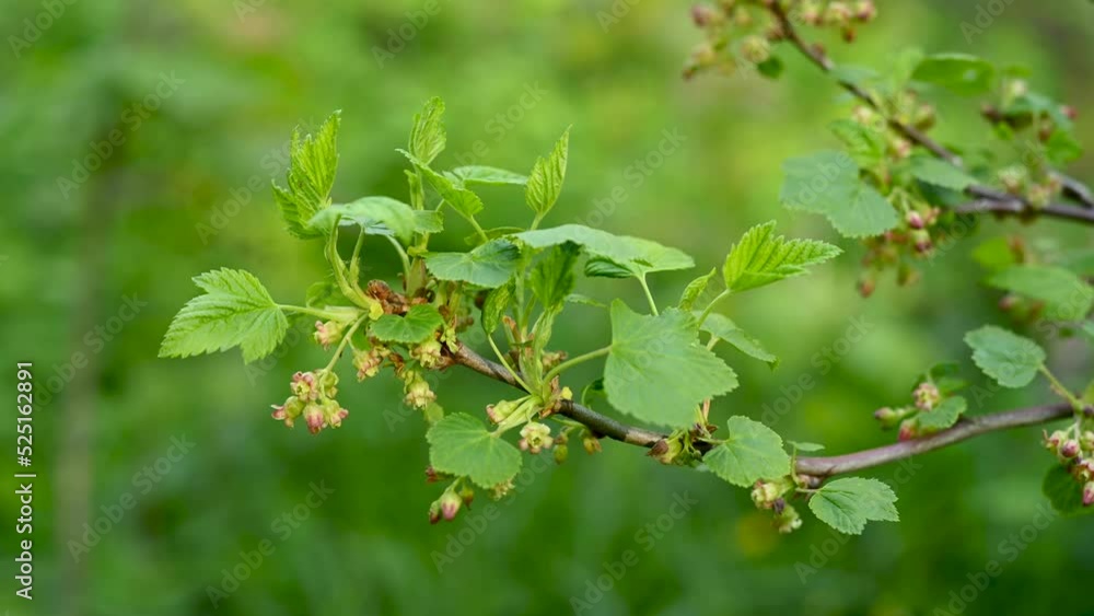 Blackcurrant. Bushes bloom in spring. Berries in the garden. Static camera. High quality 4k footage Blackcurrant. Bushes bloom in spring. Berries in the garden. Static camera. High quality 4k footage