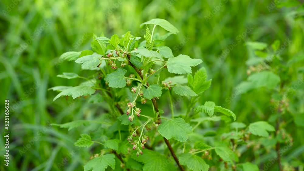 Blackcurrant. Bushes bloom in spring. Berries in the garden. Static camera. High quality 4k footage Blackcurrant. Bushes bloom in spring. Berries in the garden. Static camera. High quality 4k footage