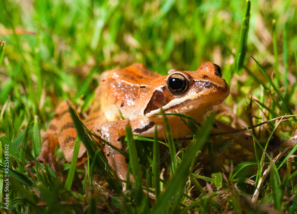 Obraz premium Grenouille rousse