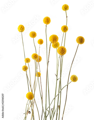 Flowers craspedia isolated on white background. Yellow balls garden flowers Craspedia globosa.