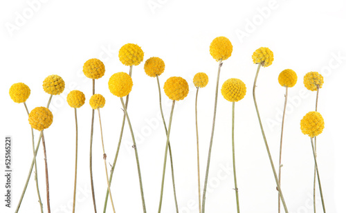 Flowers craspedia isolated on white background. Yellow balls garden flowers Craspedia globosa. #525165221