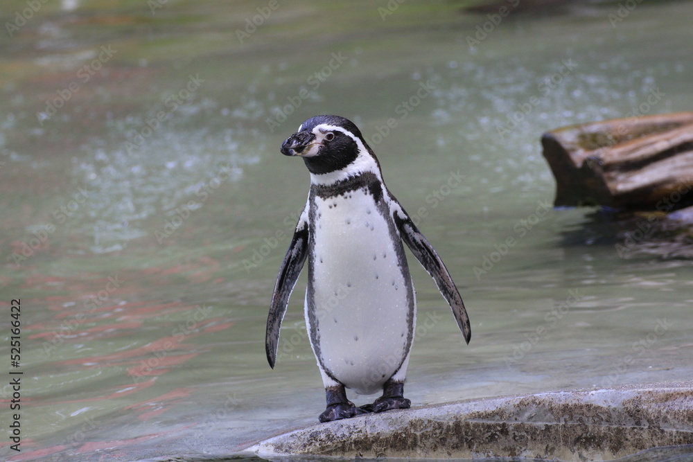 Fototapeta premium Humboldt-Pinguin (Spheniscus humboldti)