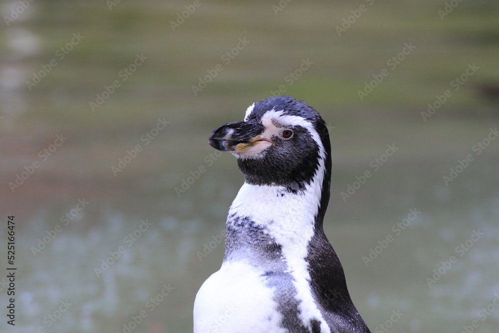 Obraz premium Humboldt-Pinguin (Spheniscus humboldti)