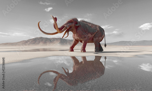 Fototapeta Naklejka Na Ścianę i Meble -  mammoth is angry in the desert after rain