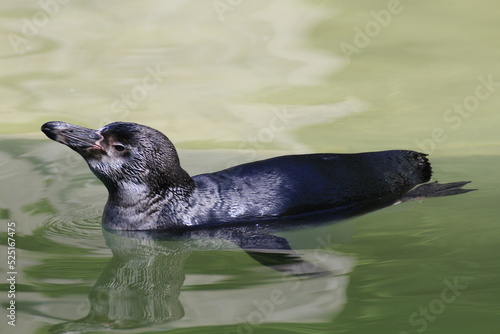 Humboldt-Pinguin (Spheniscus humboldti)