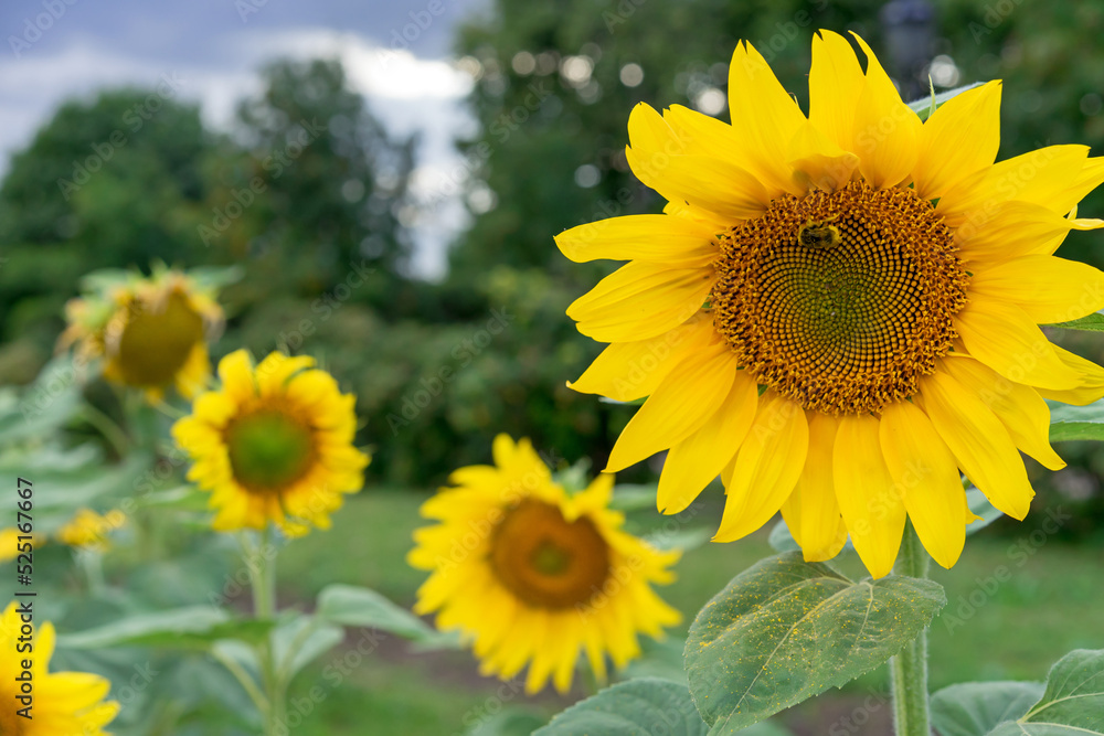 Fototapeta premium Bee collects pollen from the sunflower. Close-up of a bright blooming sunflower.