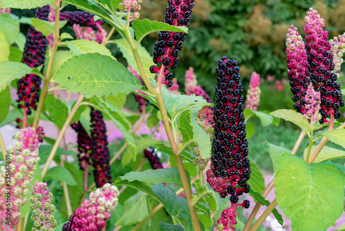 Ripe fruit of Phytolacca Americana or Pokeweed is a medicinal plant with anti-asthma, antifungal, expectorant, antibacterial laxative and analgesic effects.