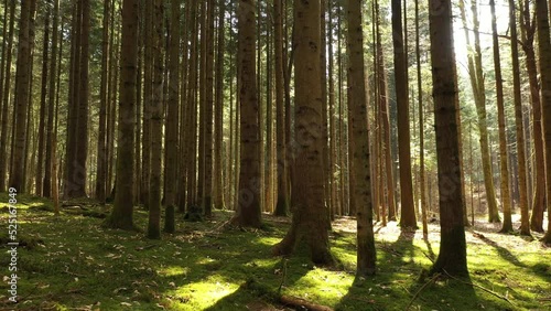 Wallpaper Mural Slow backwards flight in sunny mossy forest. Torontodigital.ca