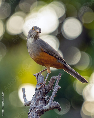 The Rufous-bellied Thrush also know as Sabia-laranjeira perched on a branch. It is the symbol bird of Brazil. Birdwatching. Bird lover. Birding. Species Turdus rufiventris photo