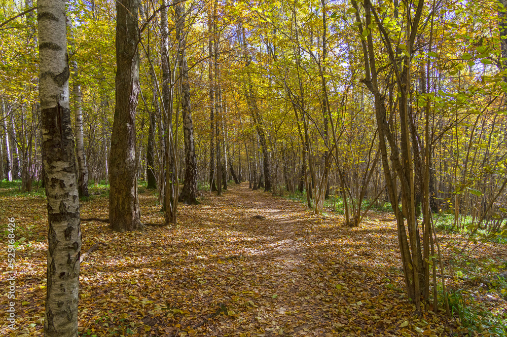 The path in the autumn forest covered with fallen yellow leaves. The path in the autumn forest covered with fallen yellow leaves.