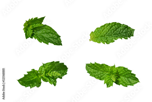 Green mint leaves isolated cutout