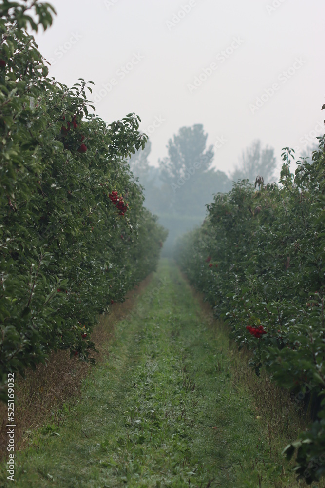 Obraz premium Appel field in winter