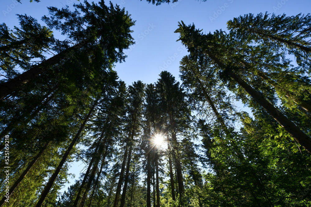 FORESTA NERA-GERMANIA
SCHWARZWALD FORESTA NERA-GERMANIA
SCHWARZWALD