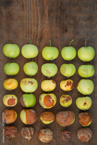 Photography Different degrees of apple decomposition.