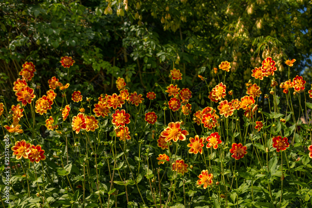 Orange flowers in a flower bed in the garden on a clear day