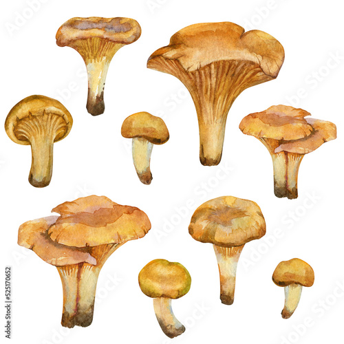 Golden Chanterelles mushrooms. Watercolor hand drawn collection isolated on white background. For stickers, scrapbooking, textile, print, packaging, postcard.