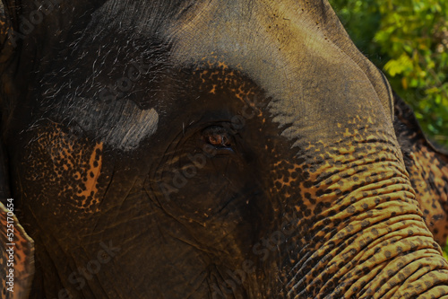 elephant close up