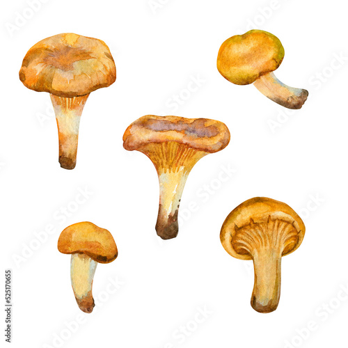 Golden Chanterelles mushrooms set isolated on white background. Watercolor hand drawn illustration. For stickers, scrapbooking, textile, print, packaging.